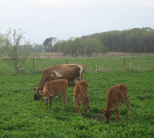 Meadow Veal Calves