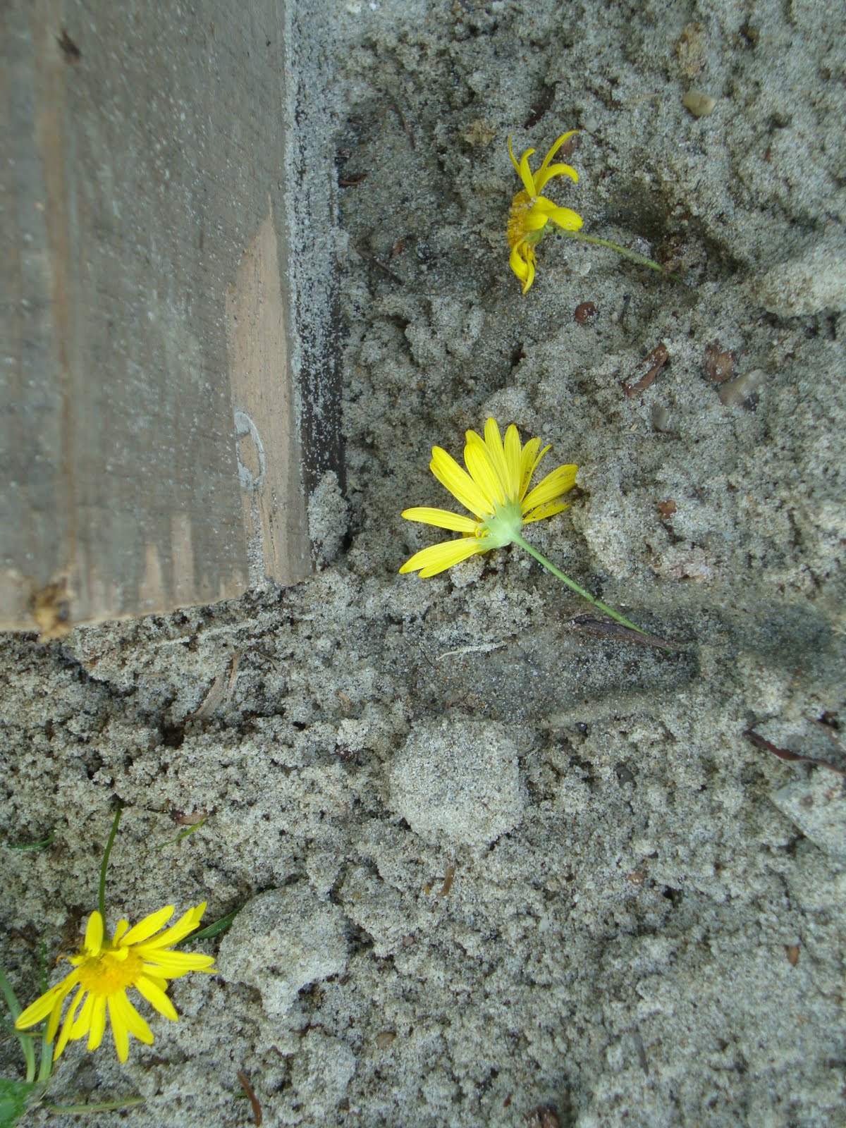 [DSC04581.JPG]
