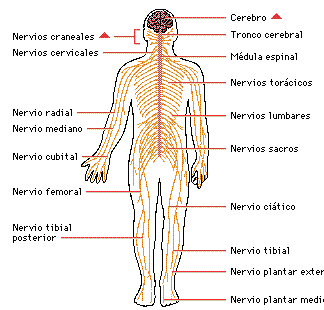 Sistema Nervioso Central Y Sus Partes Principales