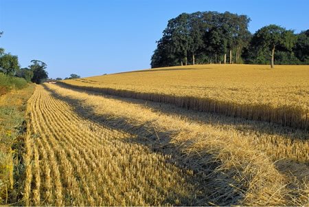 [harvest.jpg]