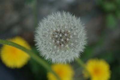[untitled.bmp]