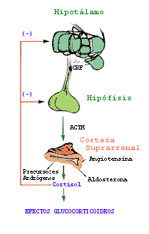 Corticosteroides funcion pdf