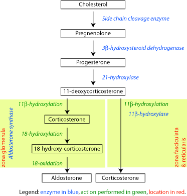 Mechanism of steroid hormone pdf