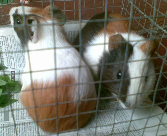 Evi Sabila: Marmut Nan Imut