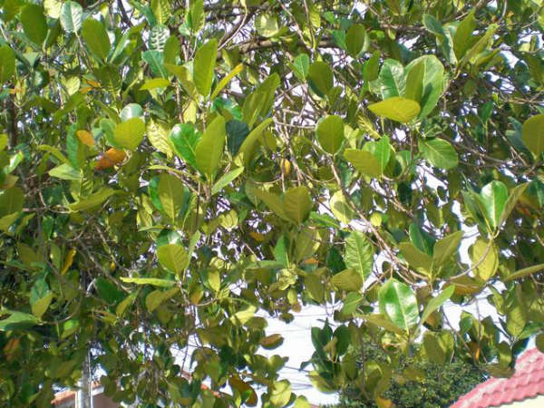 [=?windows-874?B?u9GhodTopyC+0bfC0jg2LmpwZw==?=-710228]