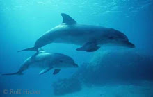 Mother and Baby Dolphin