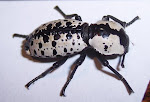 Ironclad Beetle