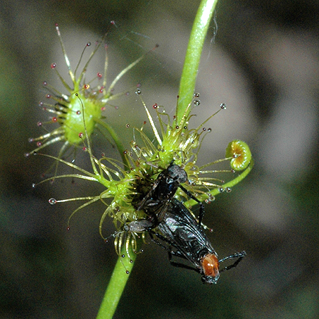 [Insects+trapped+on+Sundew.jpg]