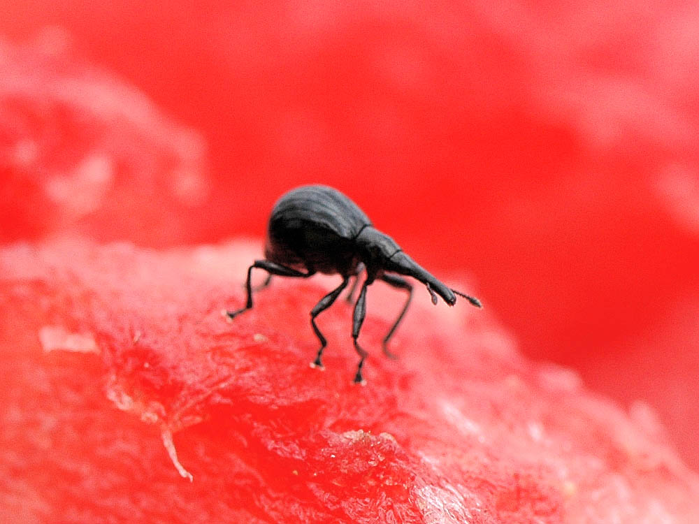 Snout Weevil