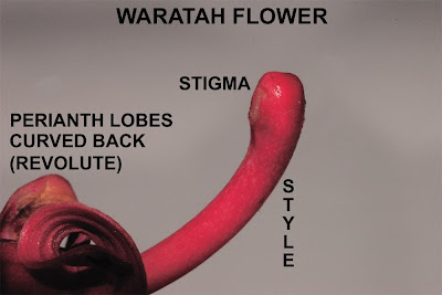 waratah flower