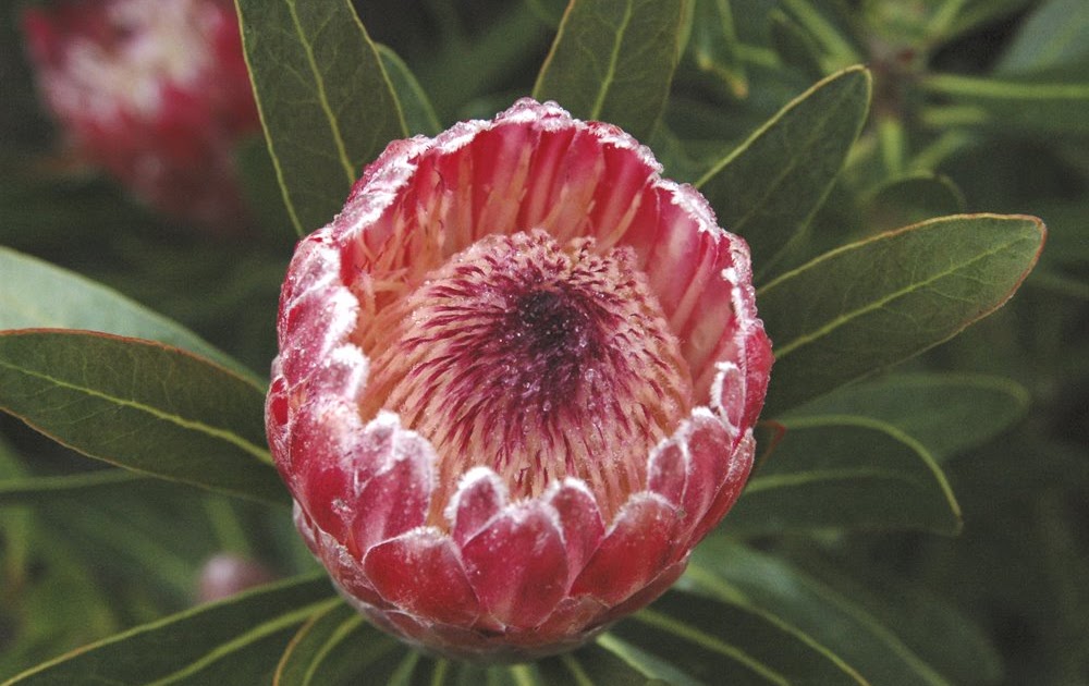 The Nature of Robertson Protea flower parts in detail.