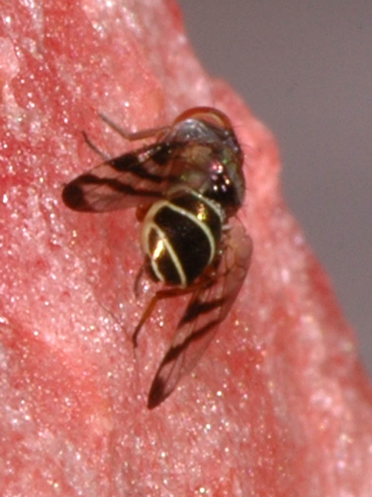 australian fruit fly