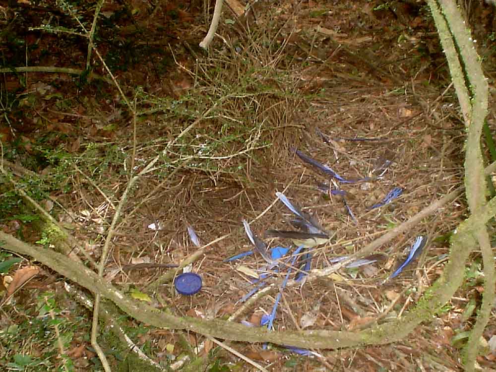 The Nature of Robertson Satin Bowerbird's Bower
