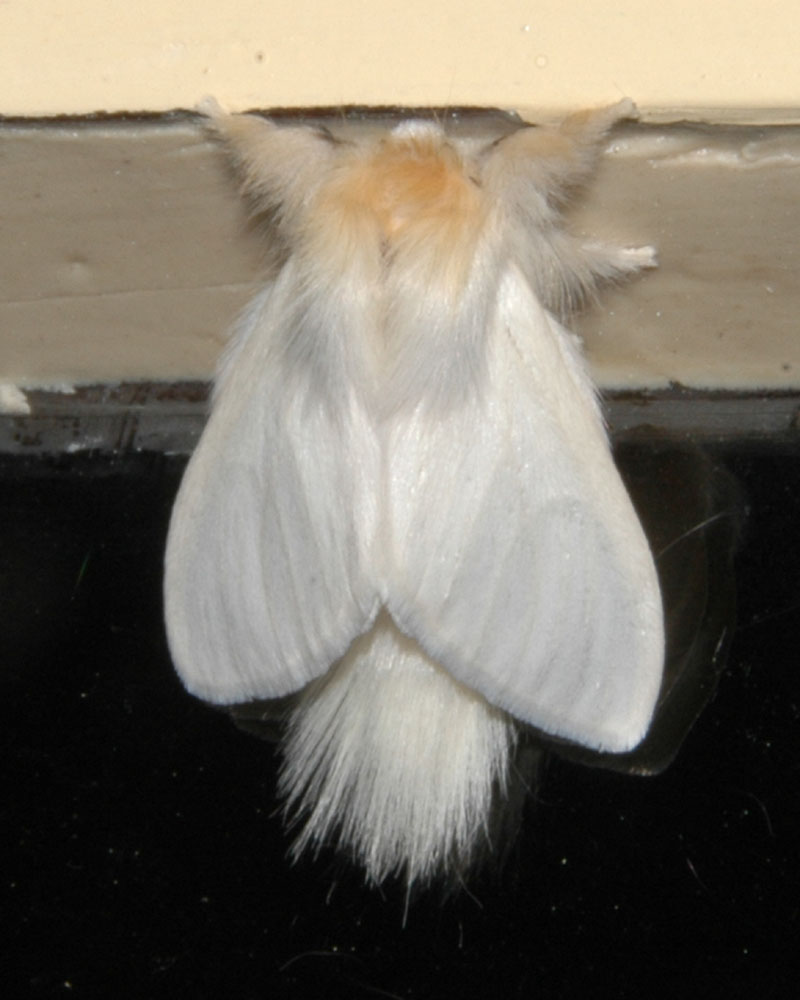 The Nature of Robertson Many Moths are Hairy This one takes the cake