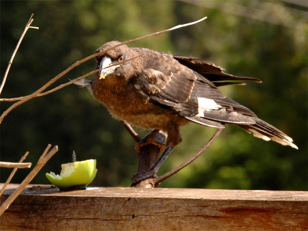 The Nature of Robertson A "Squawk" of baby Currawongs
