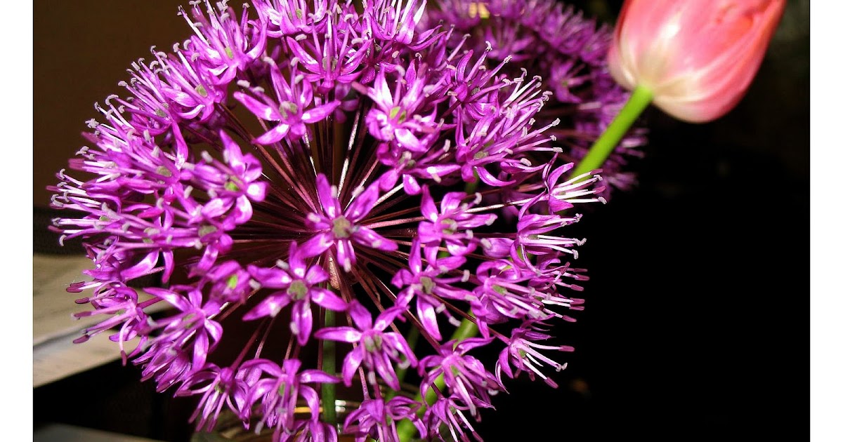 Connie Hemmer Photo of the Day (POTD) Alum Flower