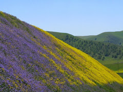 Wildflowers off of Hwy 46