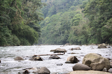 Natural Beauty of Costa Rica: Pejibaye River
