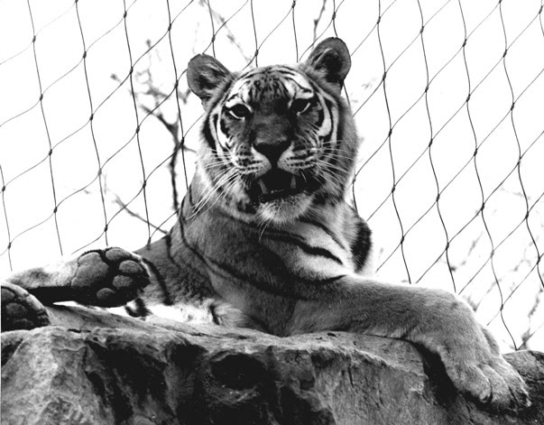 [Recumbent+Tiger+WA+w.jpg]