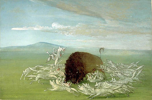 It's a vivid depiction of the brutal relations among bison, wolves, It's a vivid depiction of the brutal relations among bison, wolves,