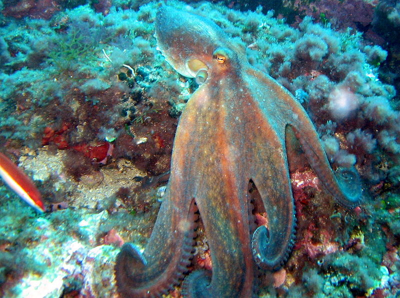 [Octopus+vulgaris+f.JPG]