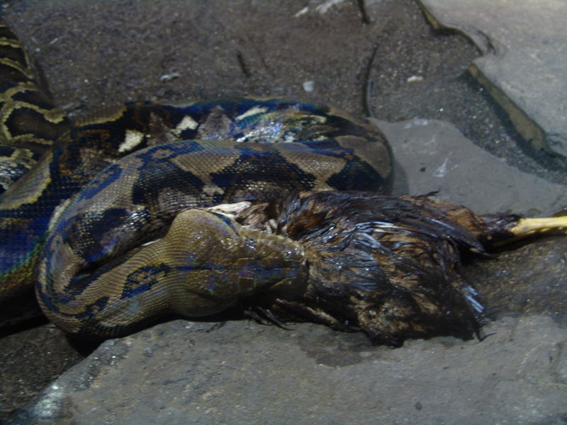 [Reticulate+python+eats+chicken.jpg]