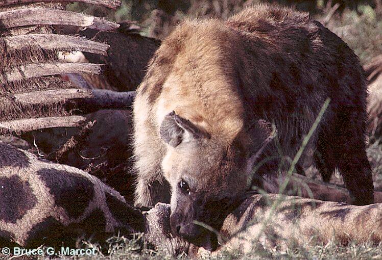 [Spotted+hyena+eats+giraffe.jpg]