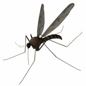 Mosquito Film