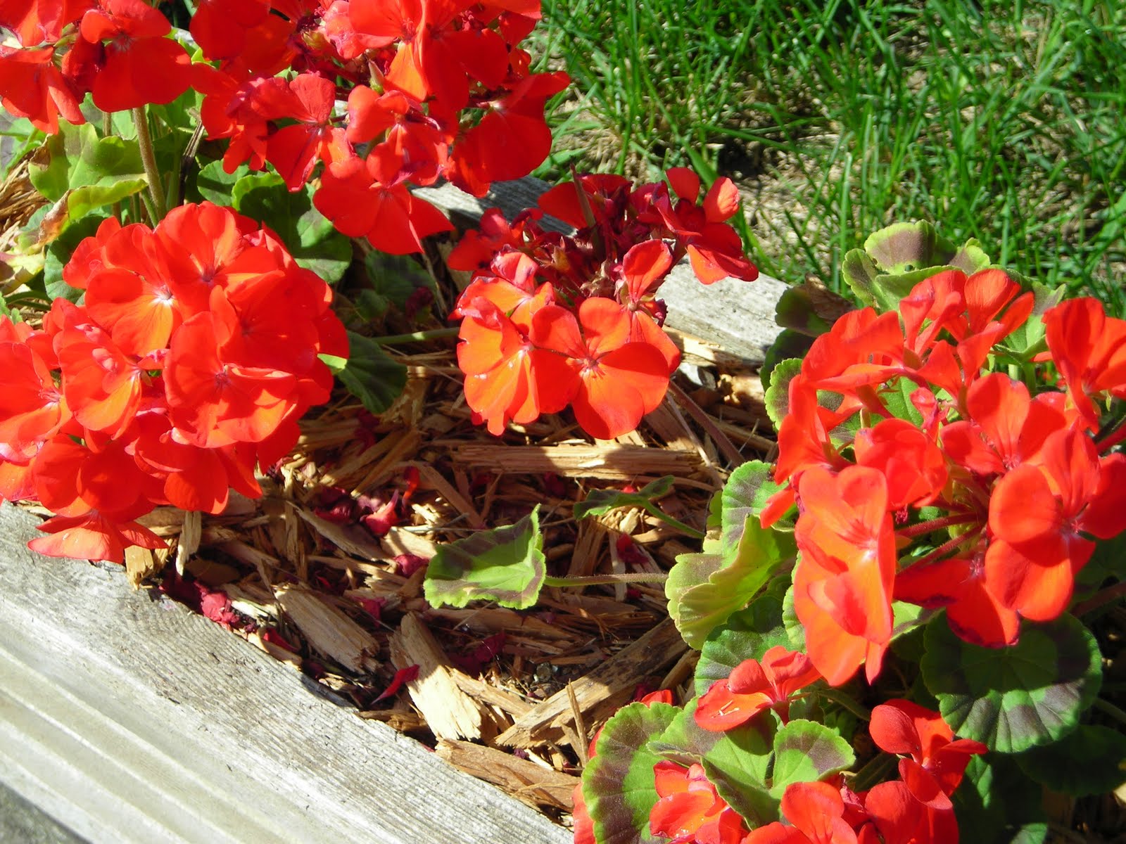 Iowa Farmhouse Summer Flowers around the Iowa Farmhouses