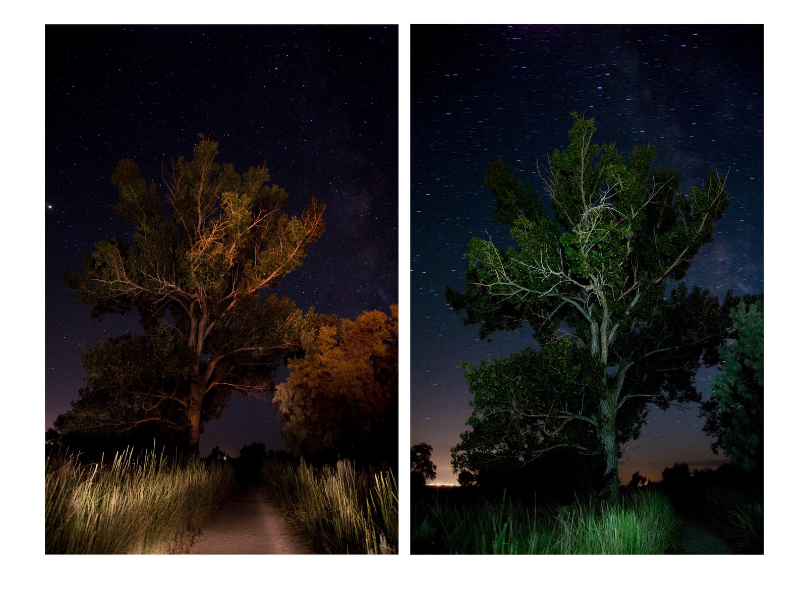 [Night+Trees.jpg]