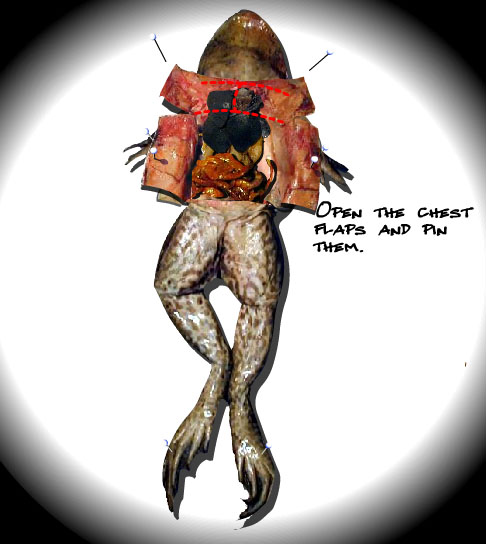 Frog Guts
