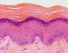 Epitelio plano Estratificado Queratinizado