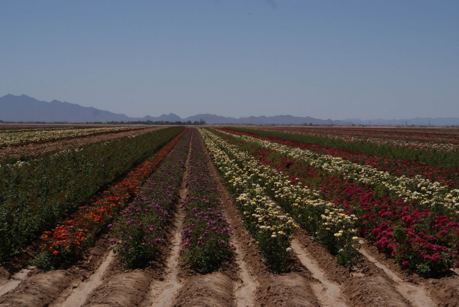 Phoenix Daily Photo Flower Farm