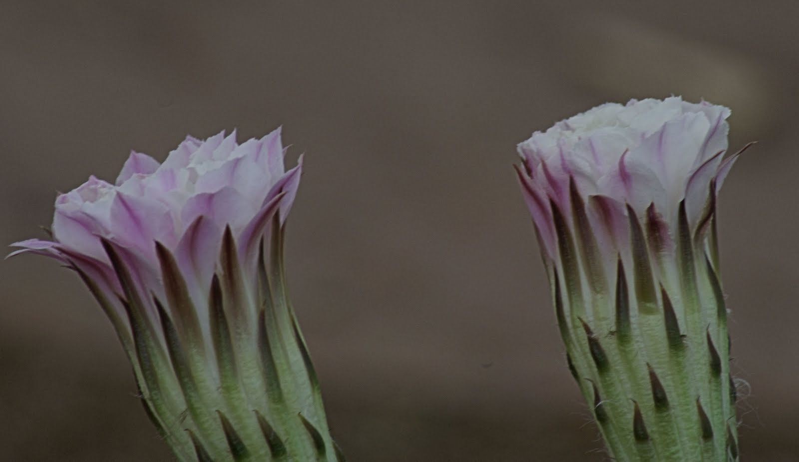 Phoenix Daily Photo Ancient Egyptian Flowers