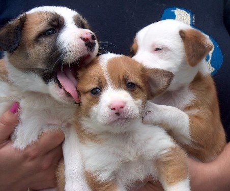 [cão.bmp]