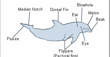 Dolphin Waves: Parts of a dolphin