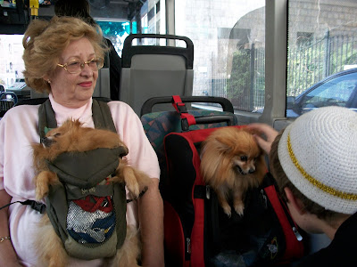 Israel+dogs+on+a+bus.JPG
