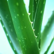 Daun Lidah Buaya