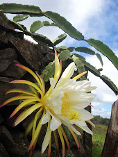 Flower of cactus