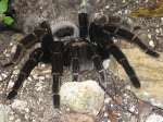 Tarantula who lived next door