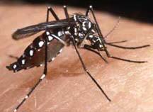 [mosquito+da+dengue.jpg]