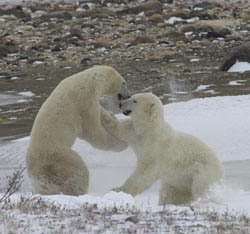 [PolarBears_shutterstock.jpg]