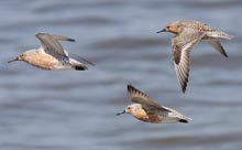 [Red+Knot_migrating.jpg]