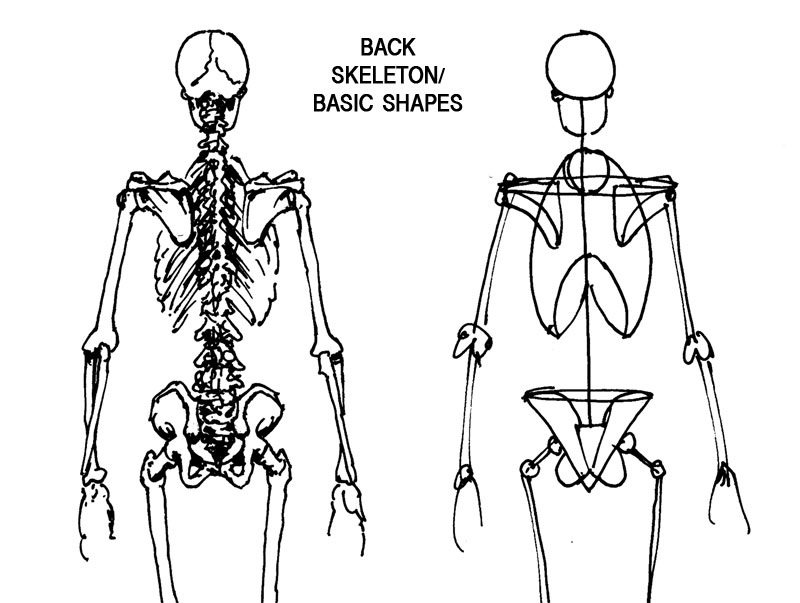 [backmusclebone.jpg]