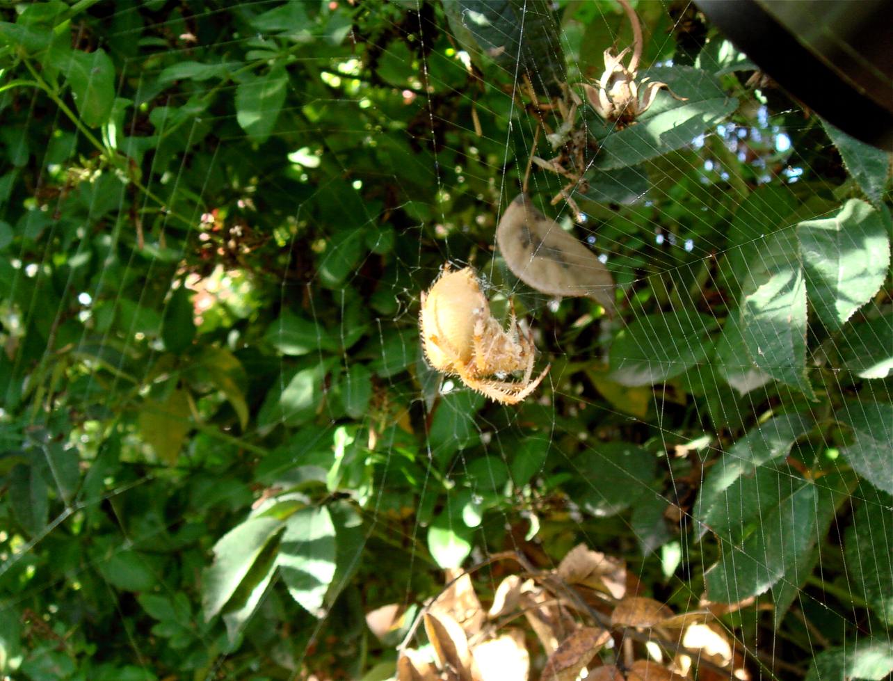 [aranhagrande2.jpg]