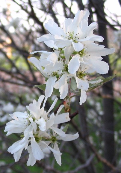 [Spring08.jpg]
