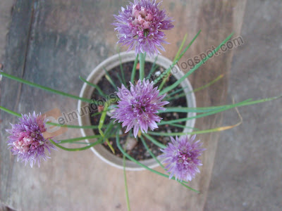 Cebollino Cebollino , Allium schoenoprasum