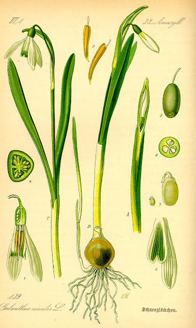 Galanthus nivalis imagen o ilustración
