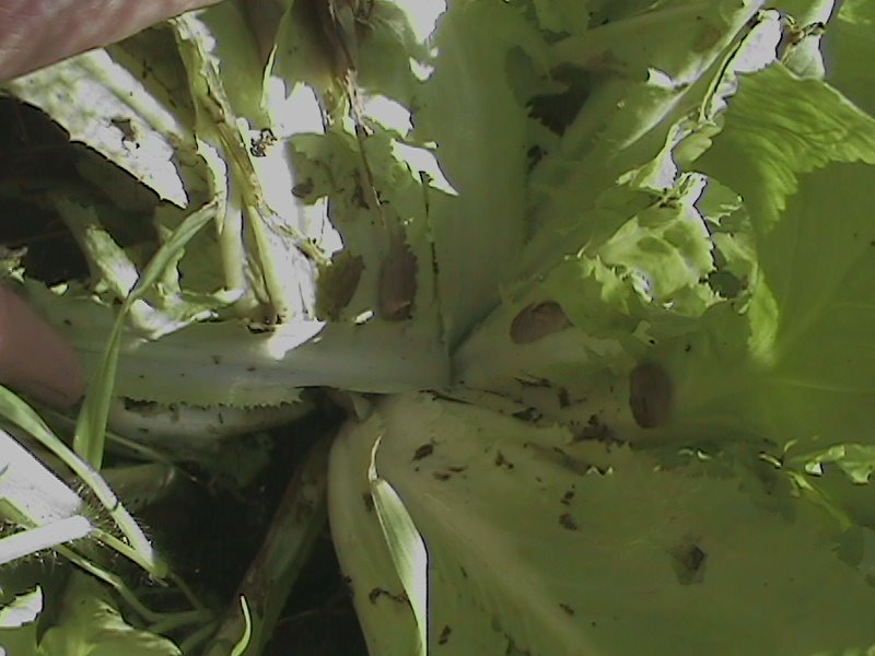 [DCAM0010.JPG]