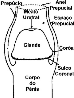 Parece ao meu namorado que tem um pequeno pênis